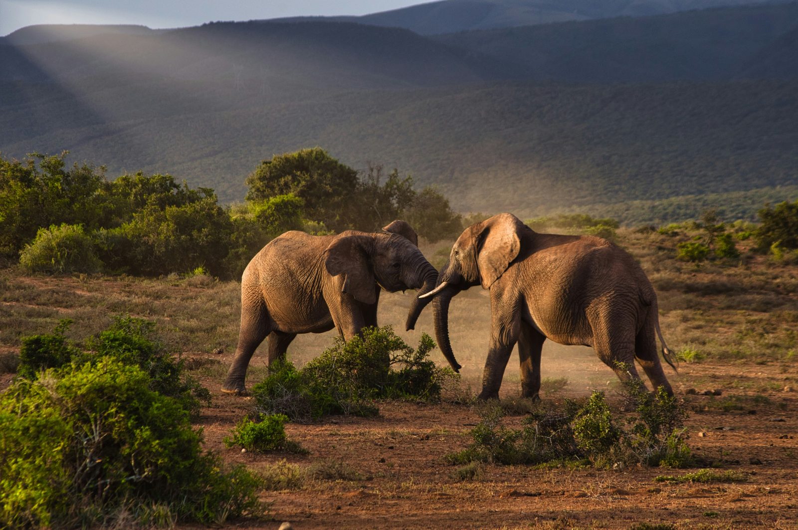 Safari photograph from Tanzania