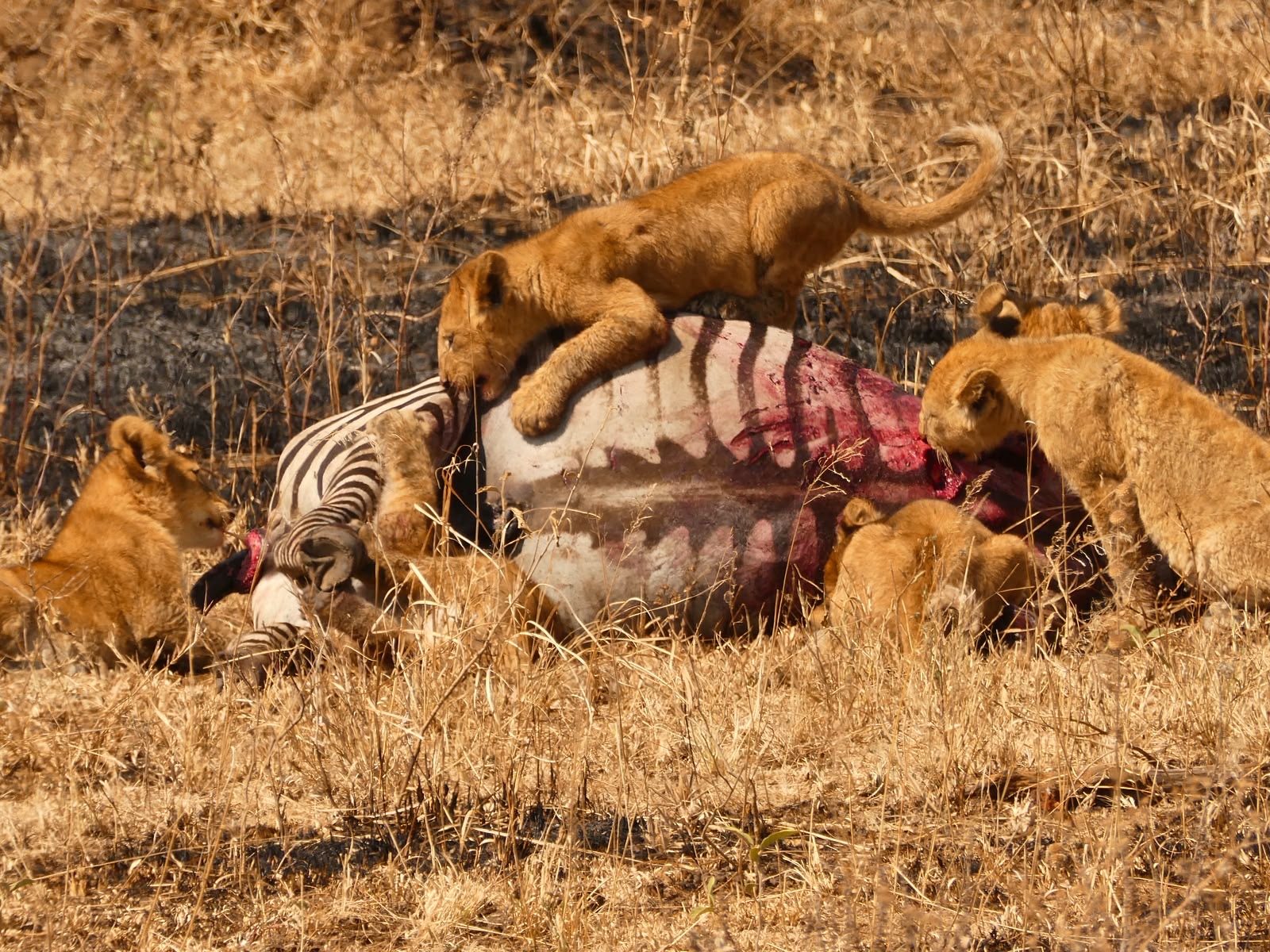 Safari photograph from Tanzania