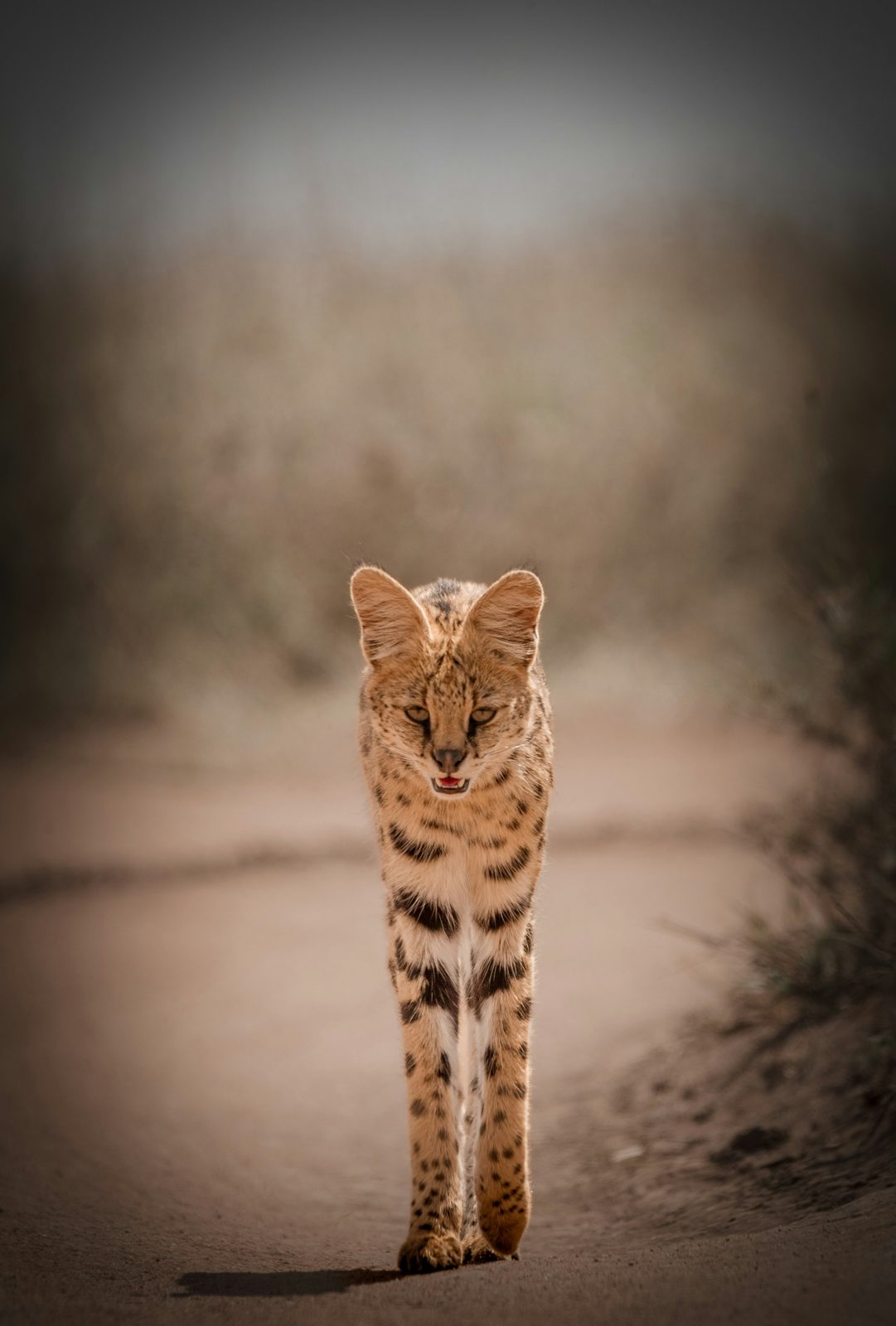 Safari photograph from Tanzania