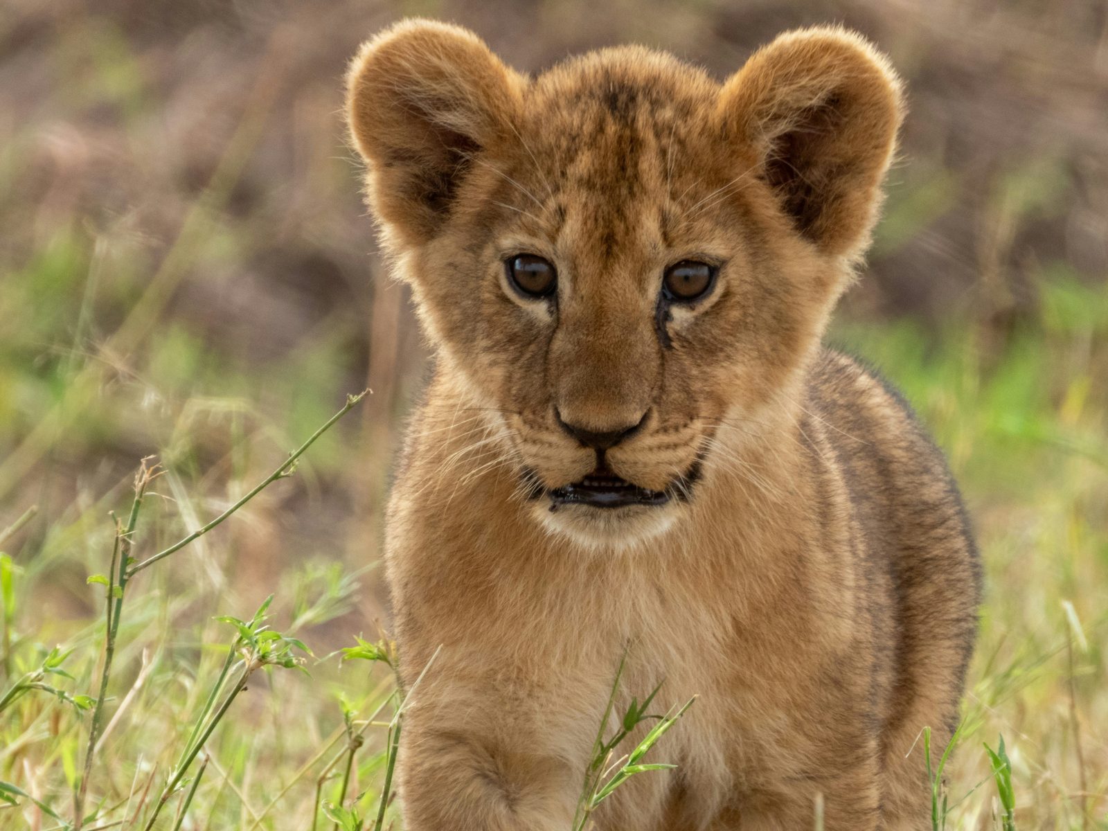 Safari photograph from Tanzania