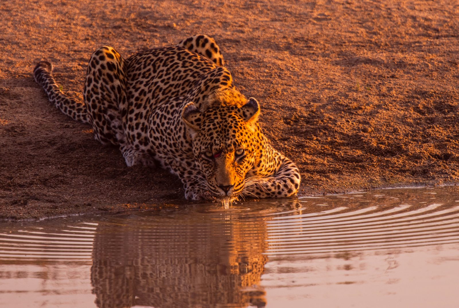 Safari photograph from Tanzania