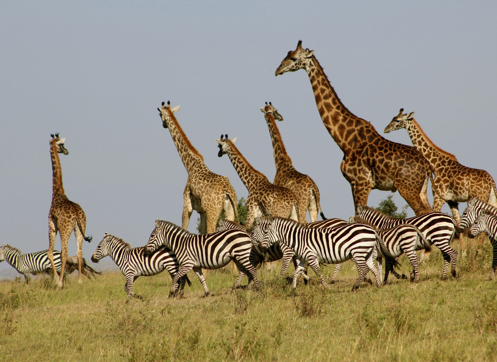 Safari photograph from Tanzania