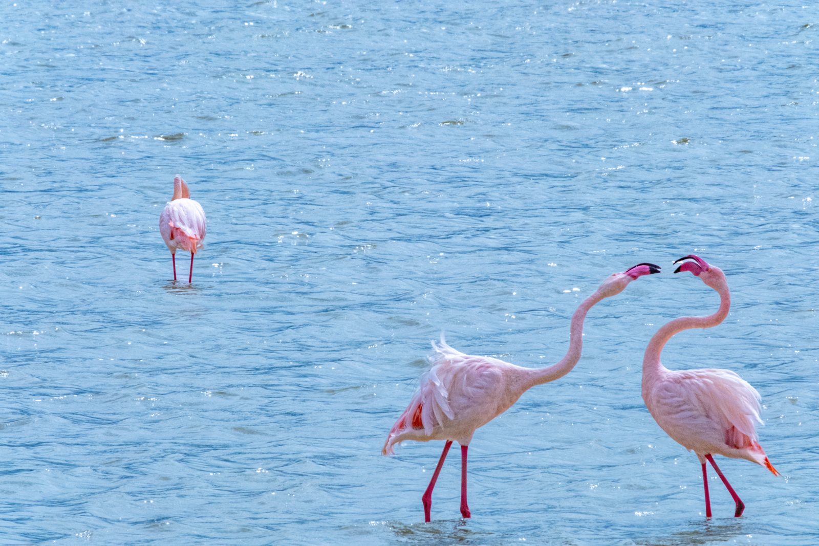 Safari photograph from Tanzania