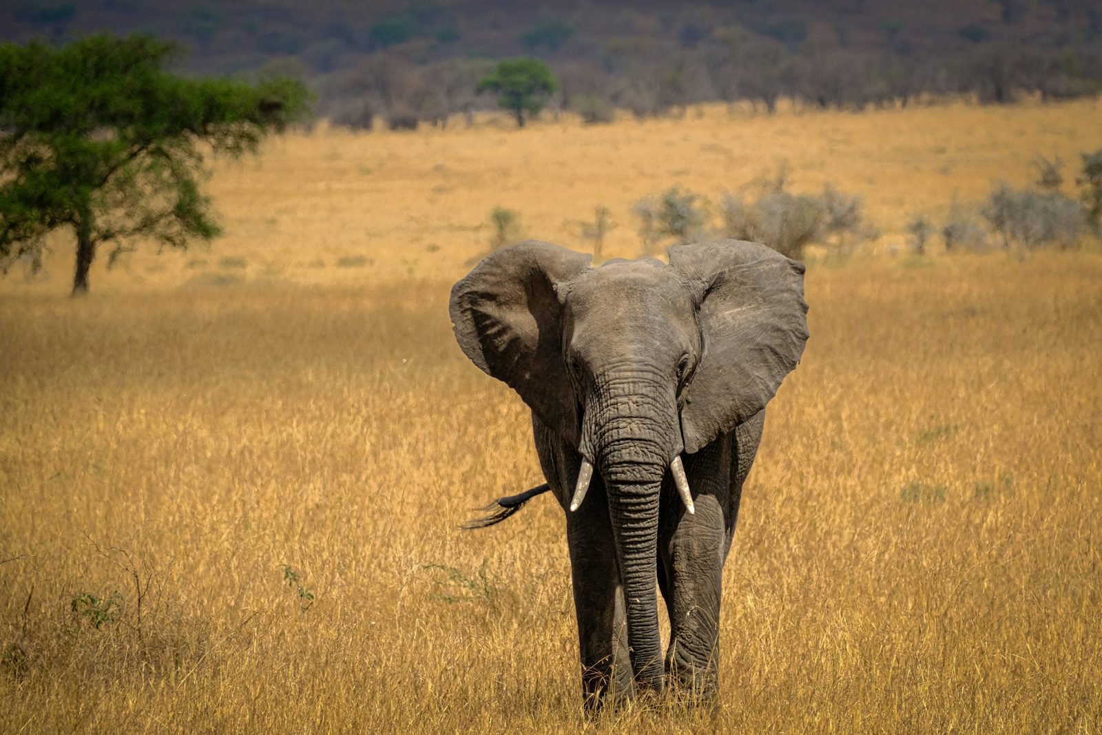 Safari photograph from Tanzania