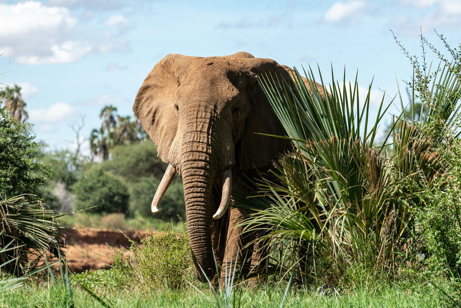 Safari photograph from Tanzania