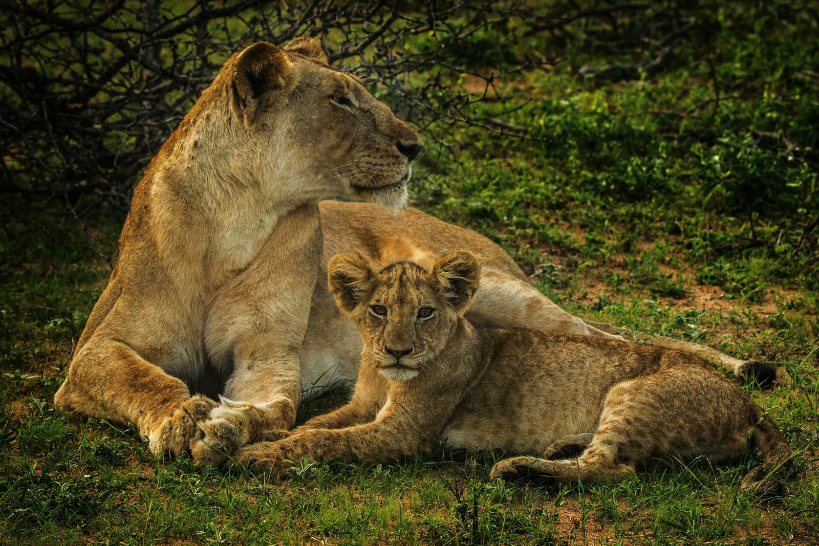 Safari photograph from Tanzania