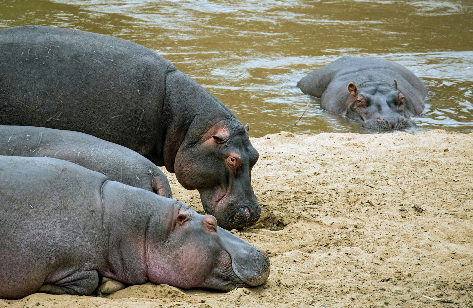 Safari photograph from Tanzania