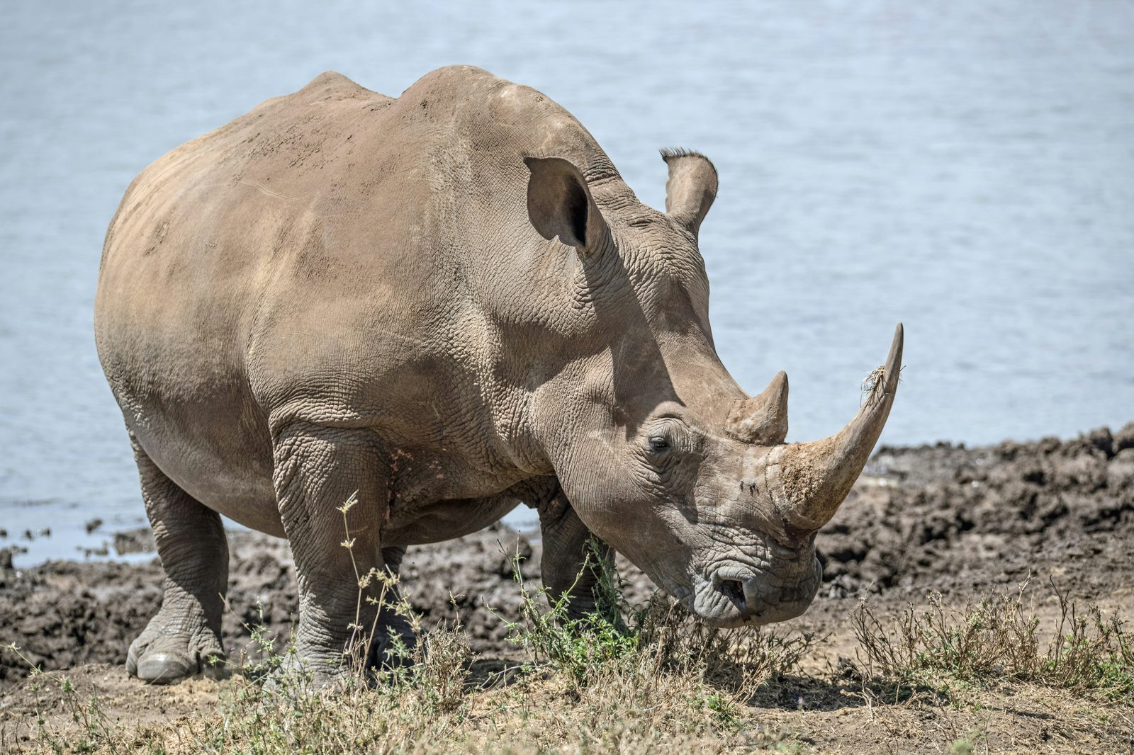 Ngorongoro Conservation Area