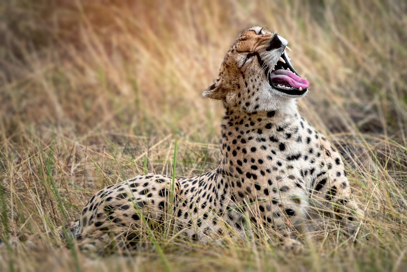 Safari photograph from Tanzania