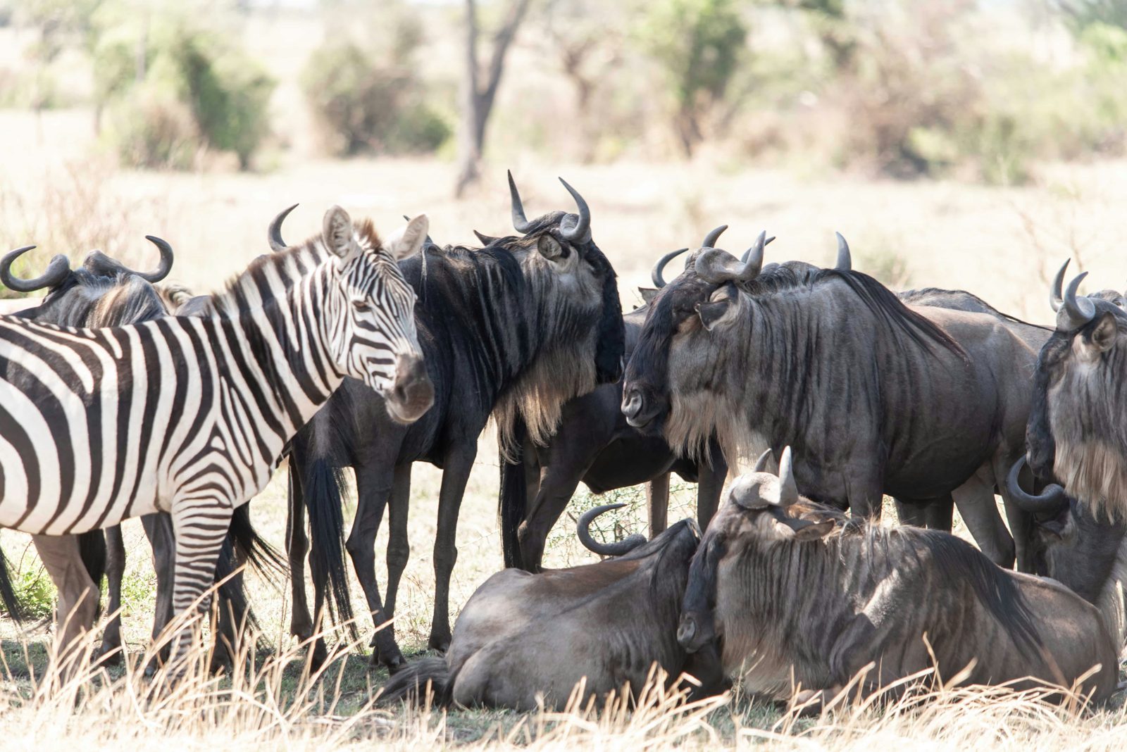 Best Time to Visit Tanzania: A Month-by-Month Safari Guide