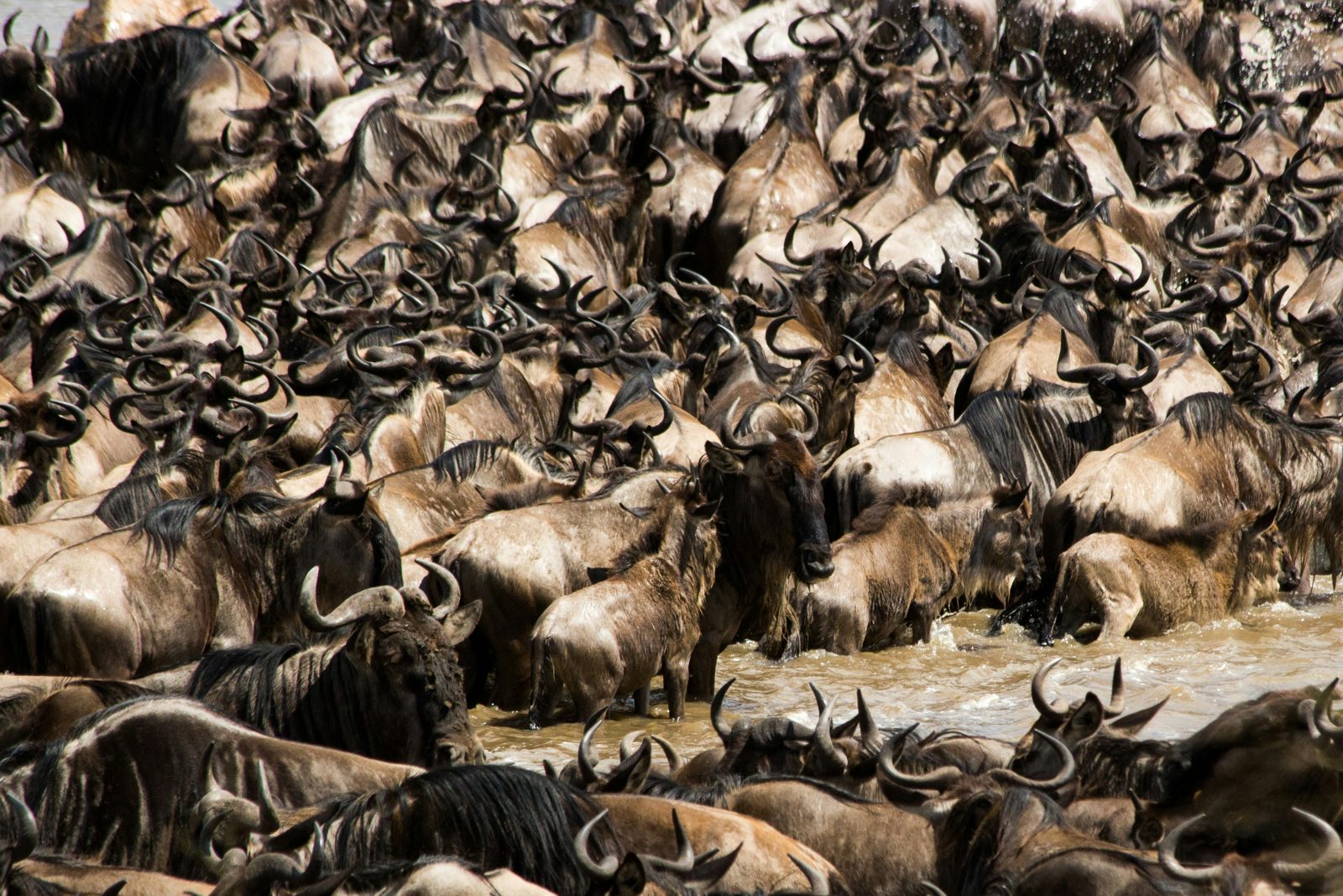 Safari photograph from Tanzania