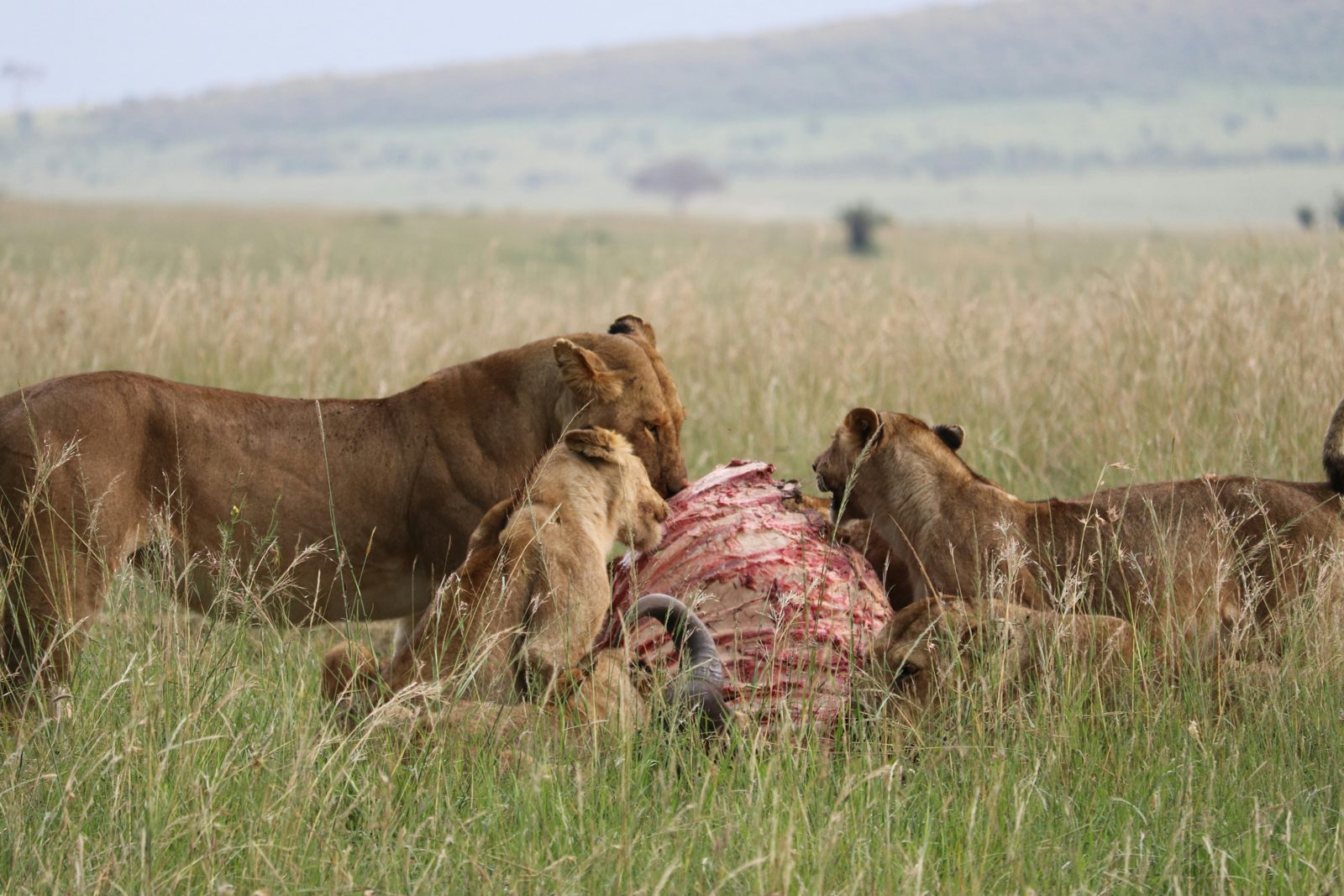 Safari photograph from Tanzania