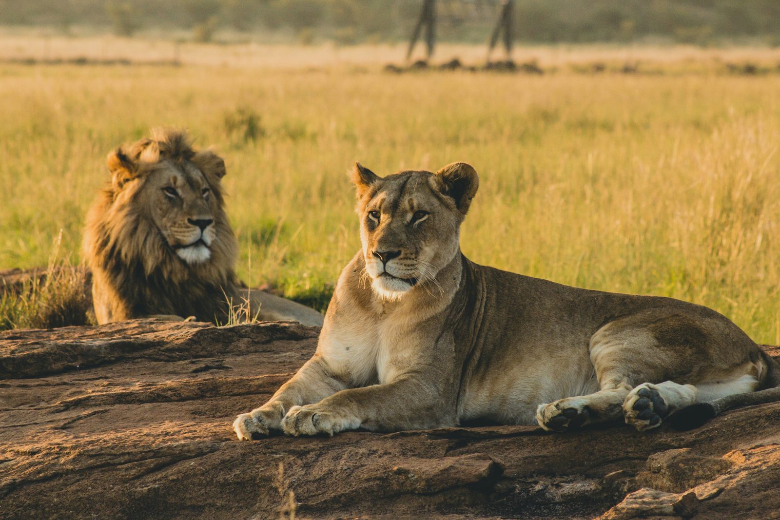 Safari photograph from Tanzania