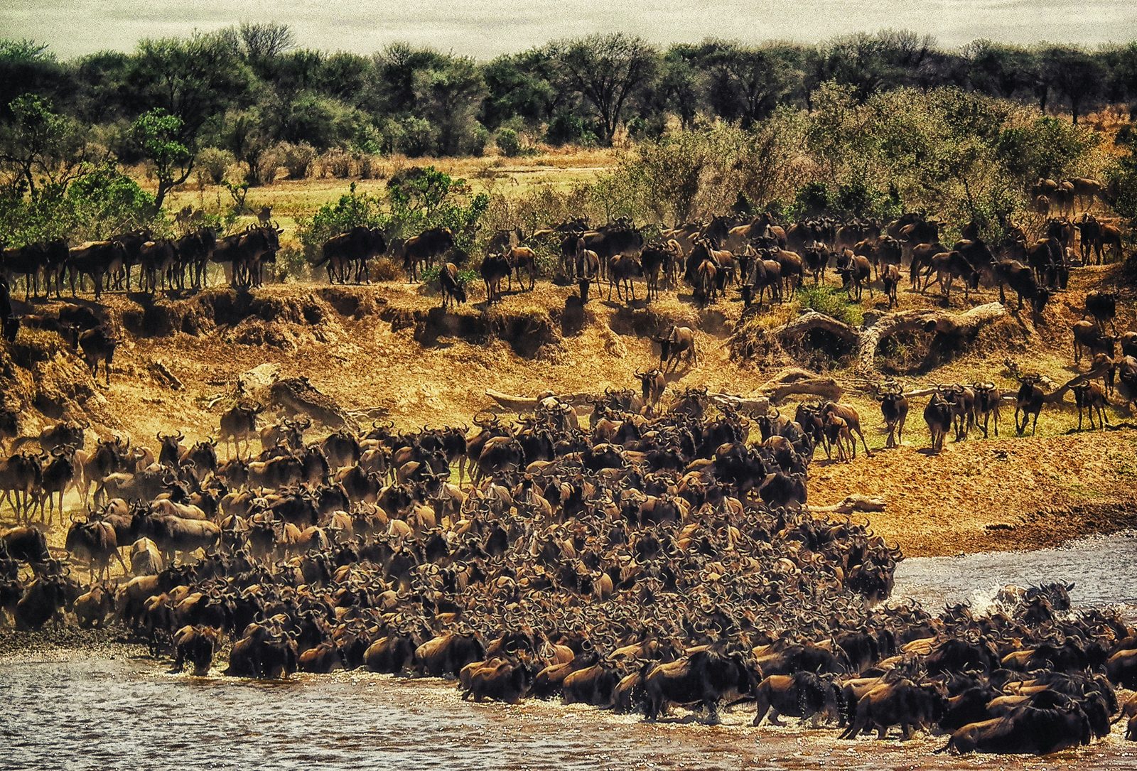Great Migration 2026: When to See the Mara River Crossing This Year