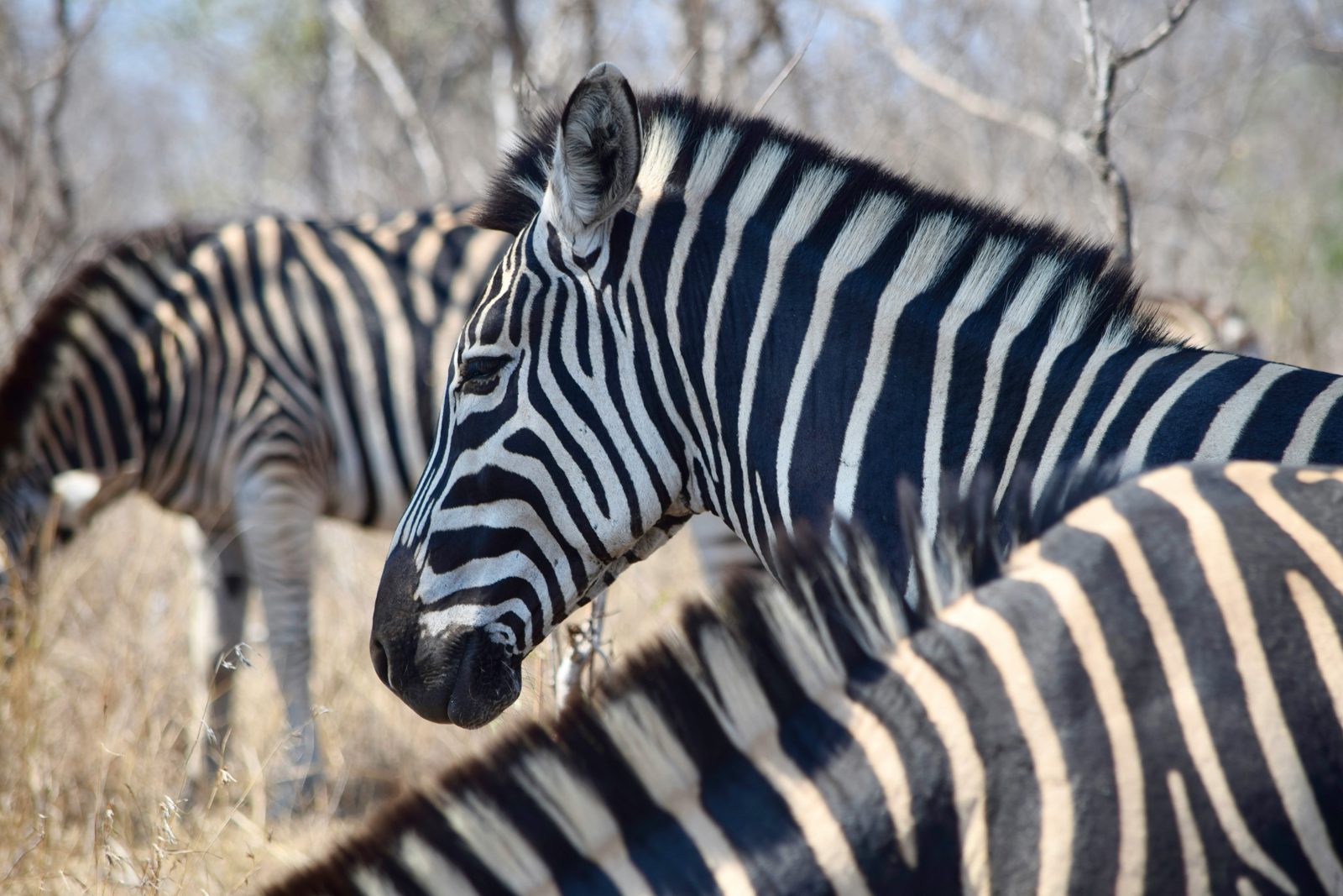 Safari photograph from Tanzania