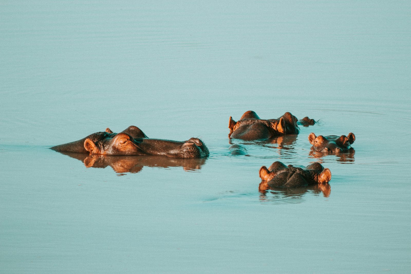 Safari photograph from Tanzania