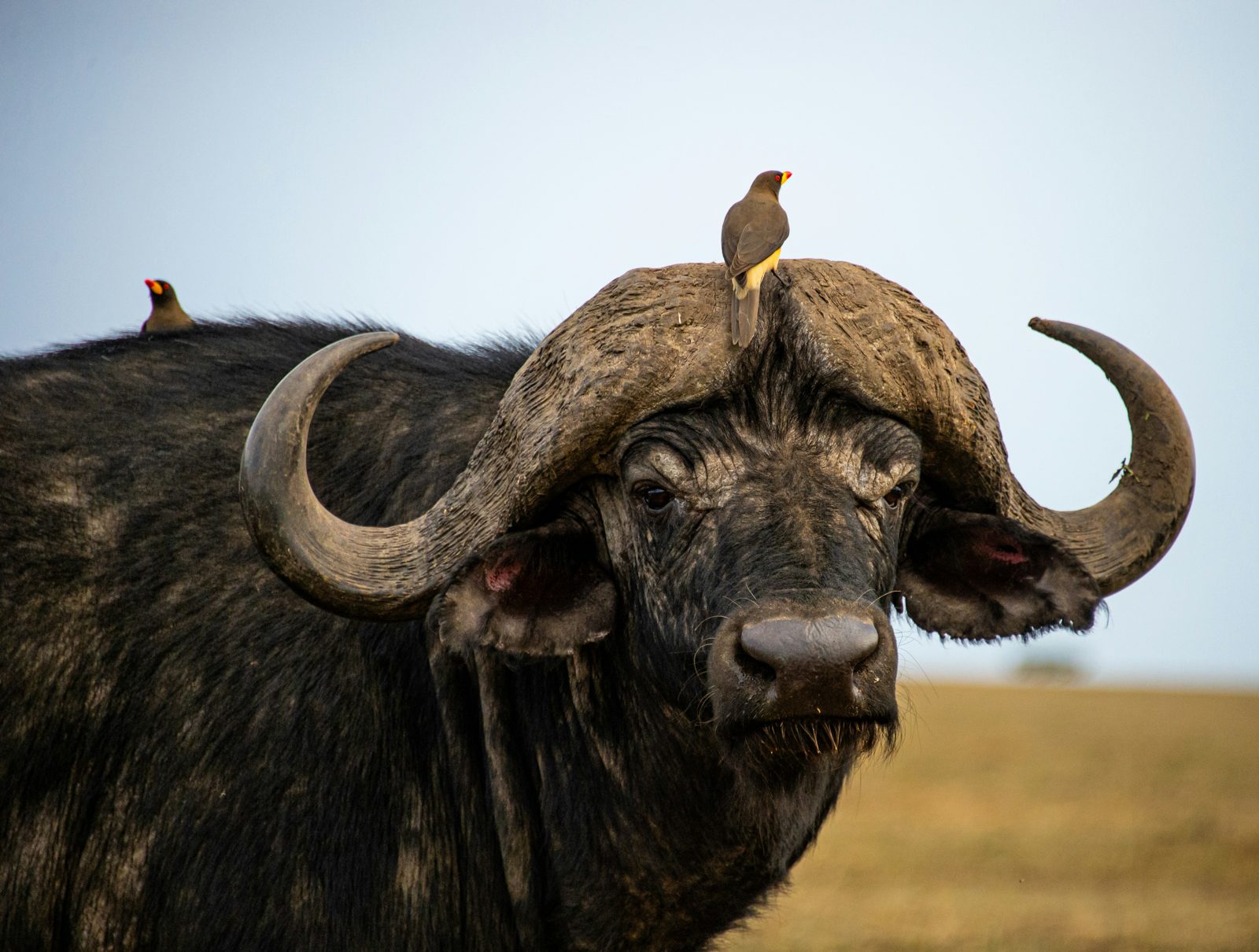 Safari photograph from Tanzania