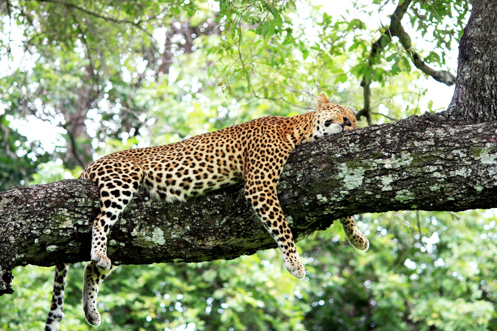 Safari photograph from Tanzania