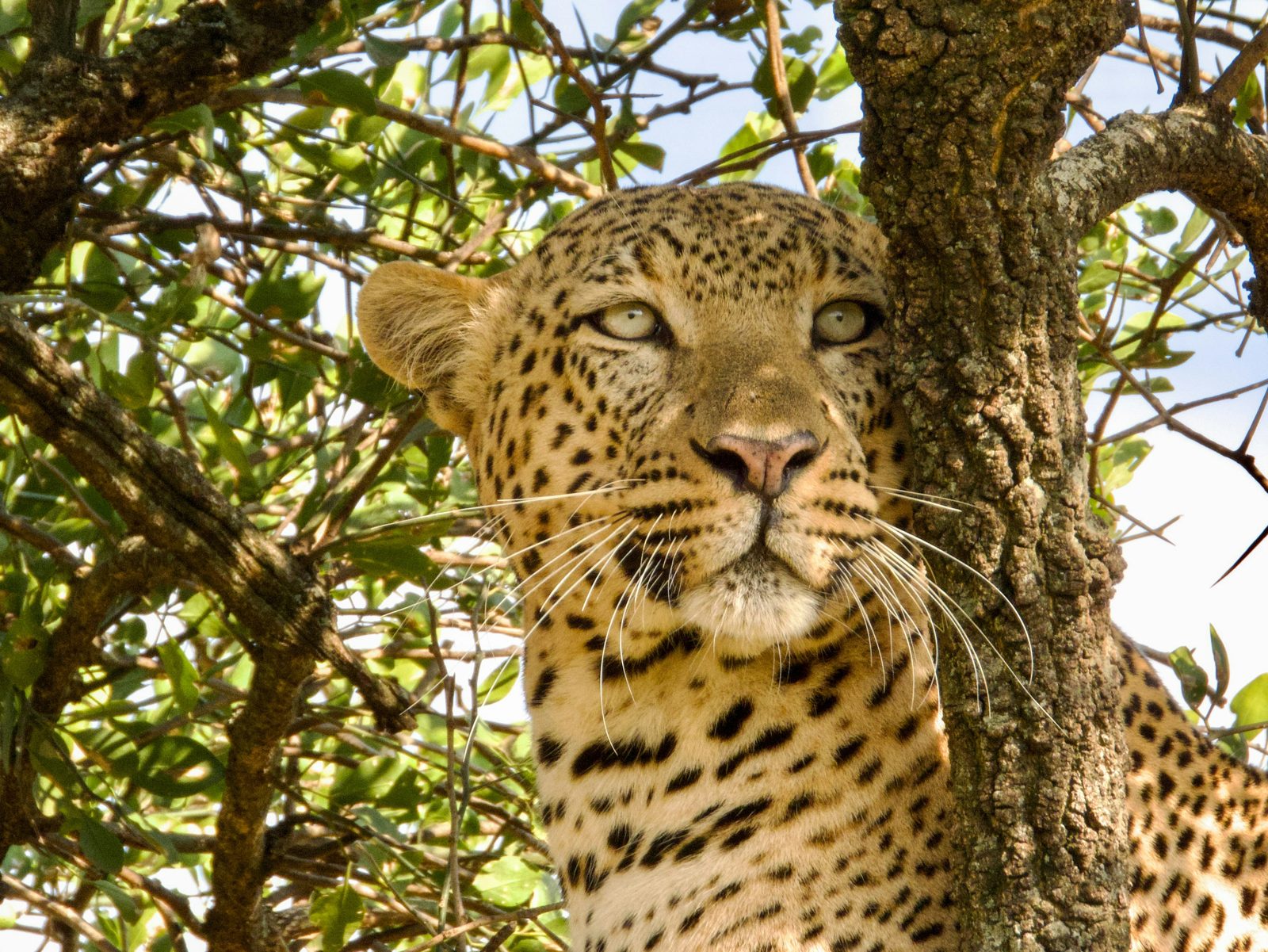 Safari photograph from Tanzania