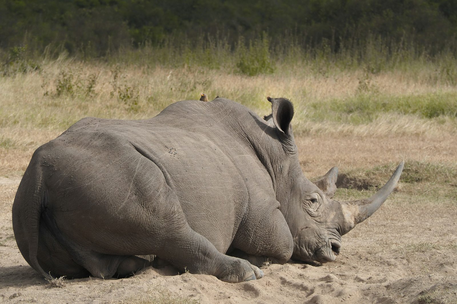 Safari photograph from Tanzania