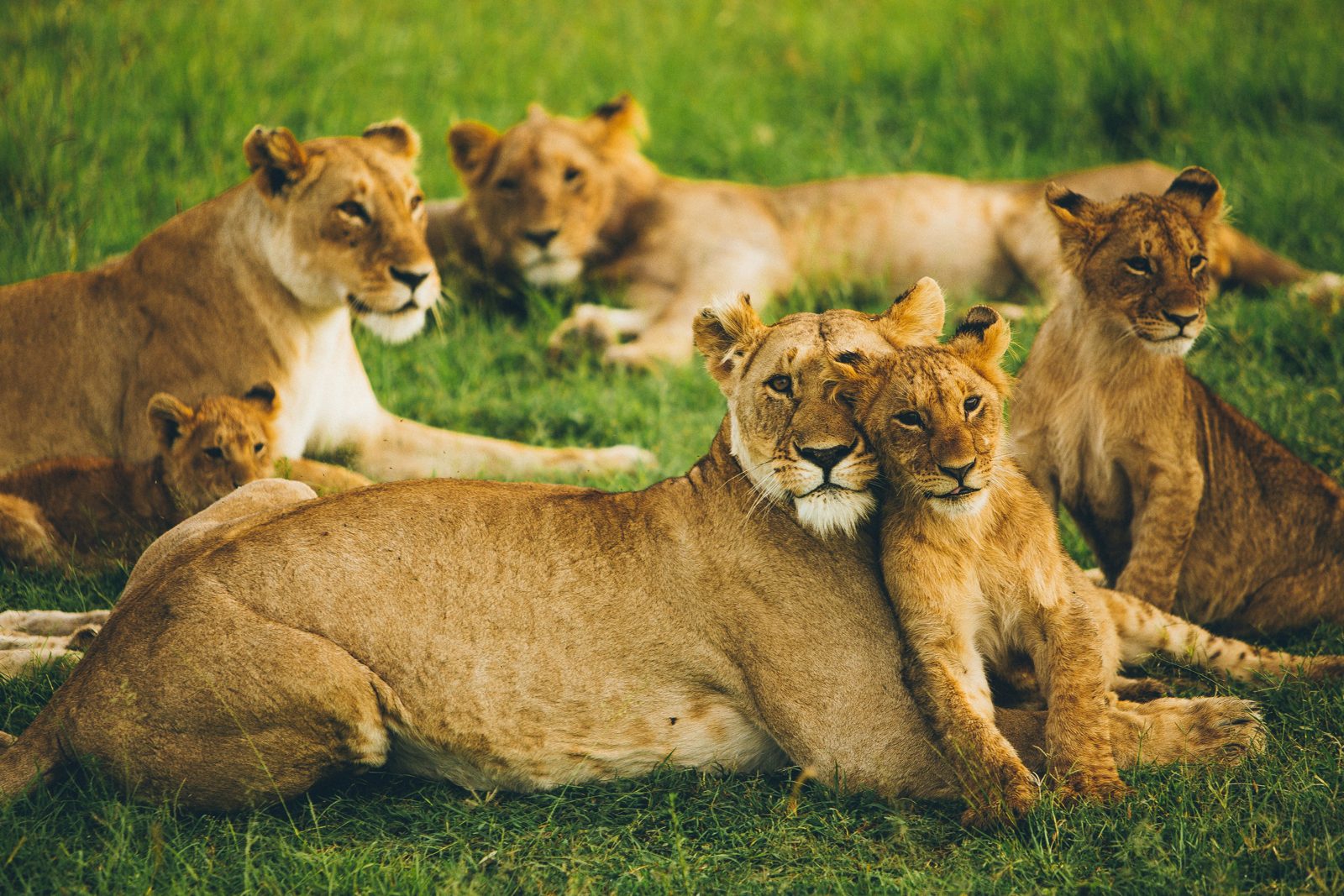 Safari photograph from Tanzania