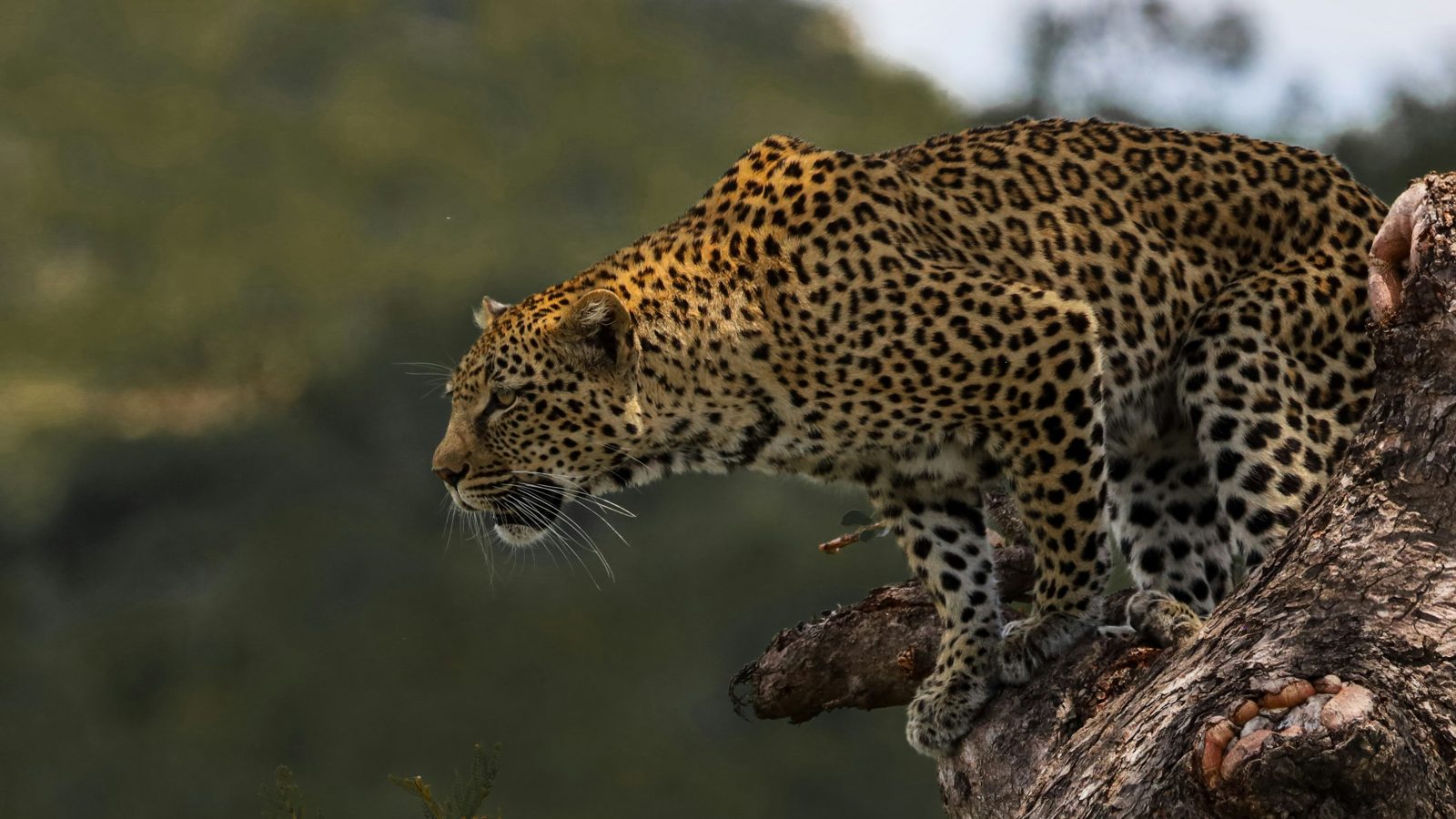 Safari photograph from Tanzania