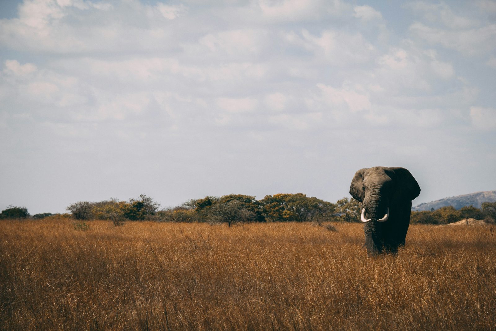 Safari photograph from Tanzania