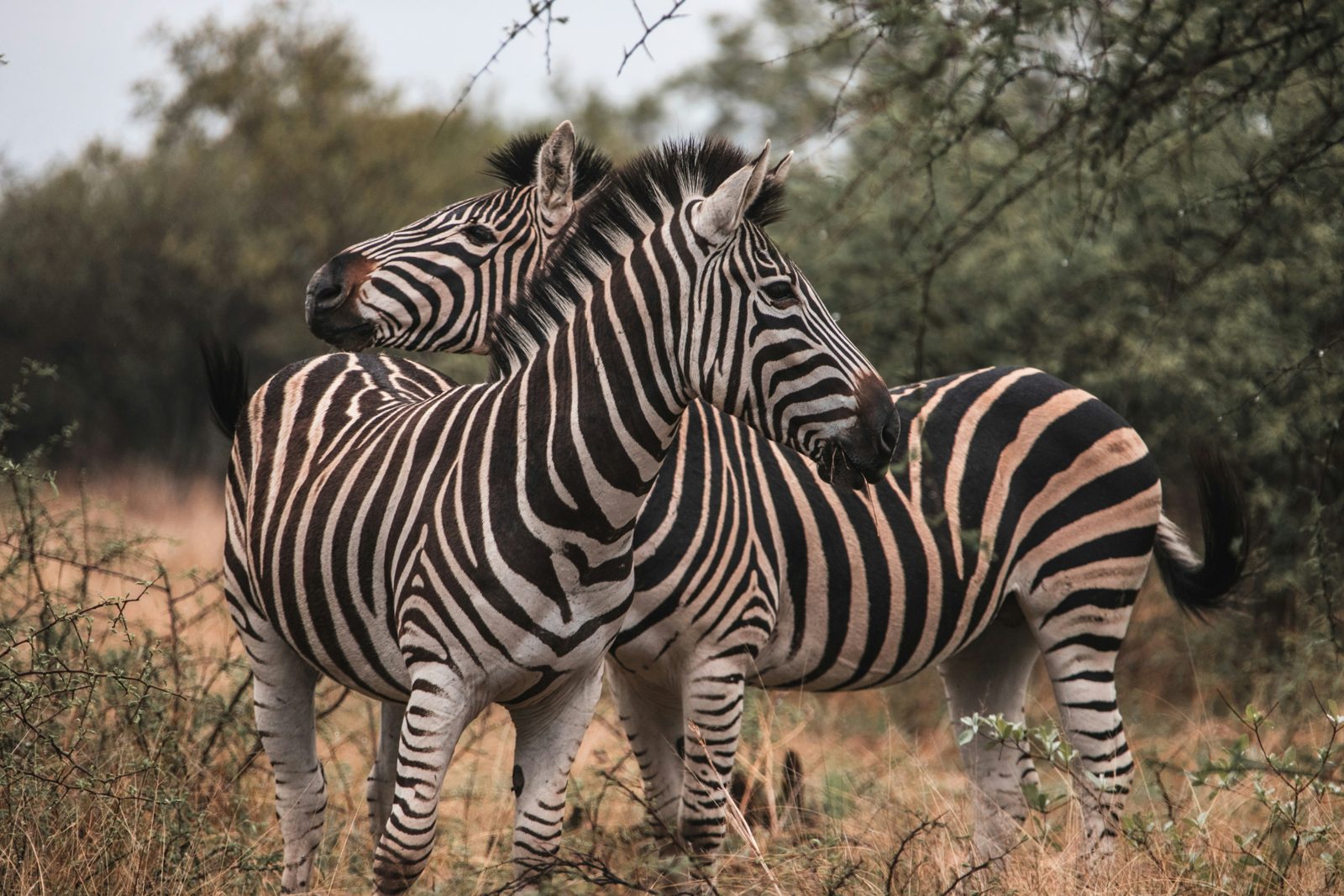 Safari photograph from Tanzania