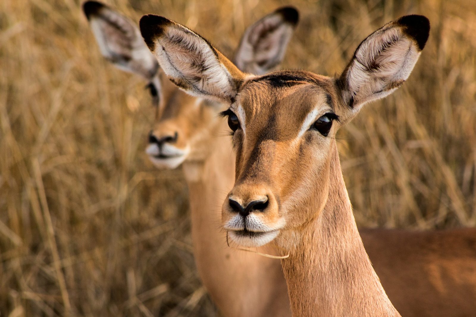Safari photograph from Tanzania