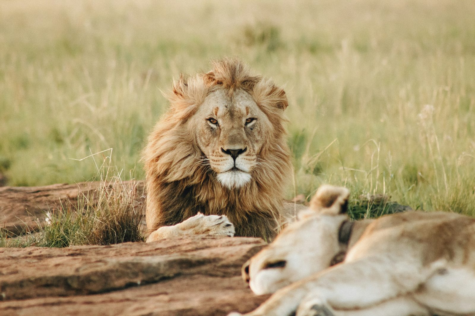 Safari photograph from Tanzania