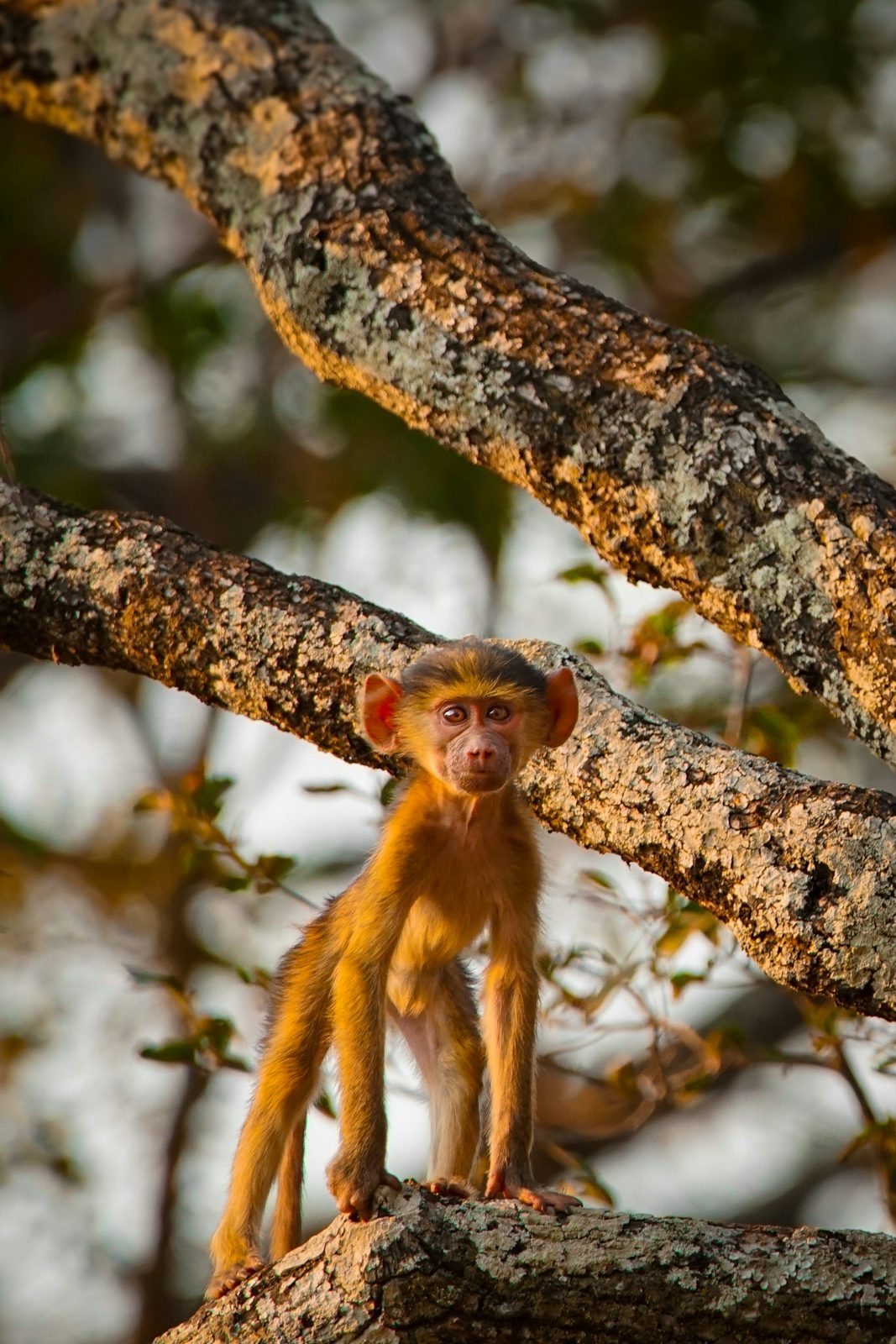 Safari photograph from Tanzania