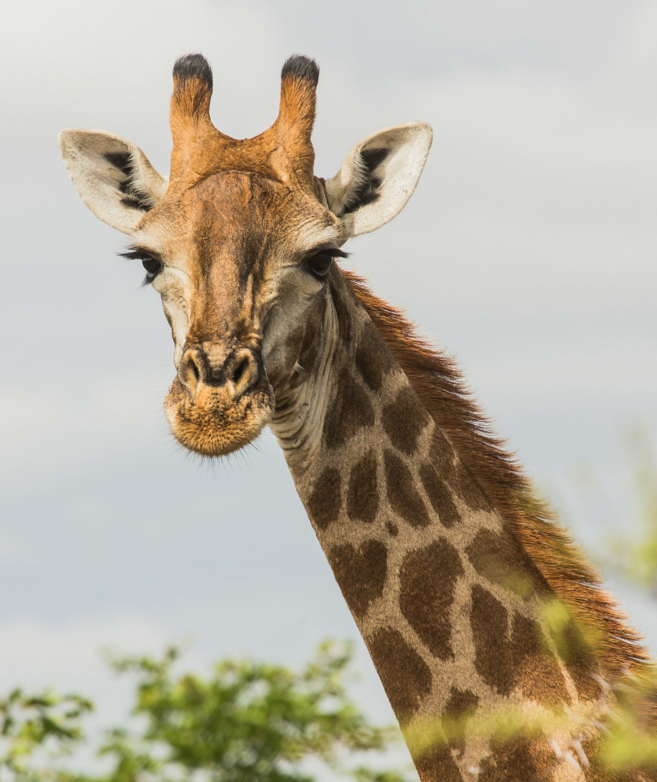 Safari photograph from Tanzania