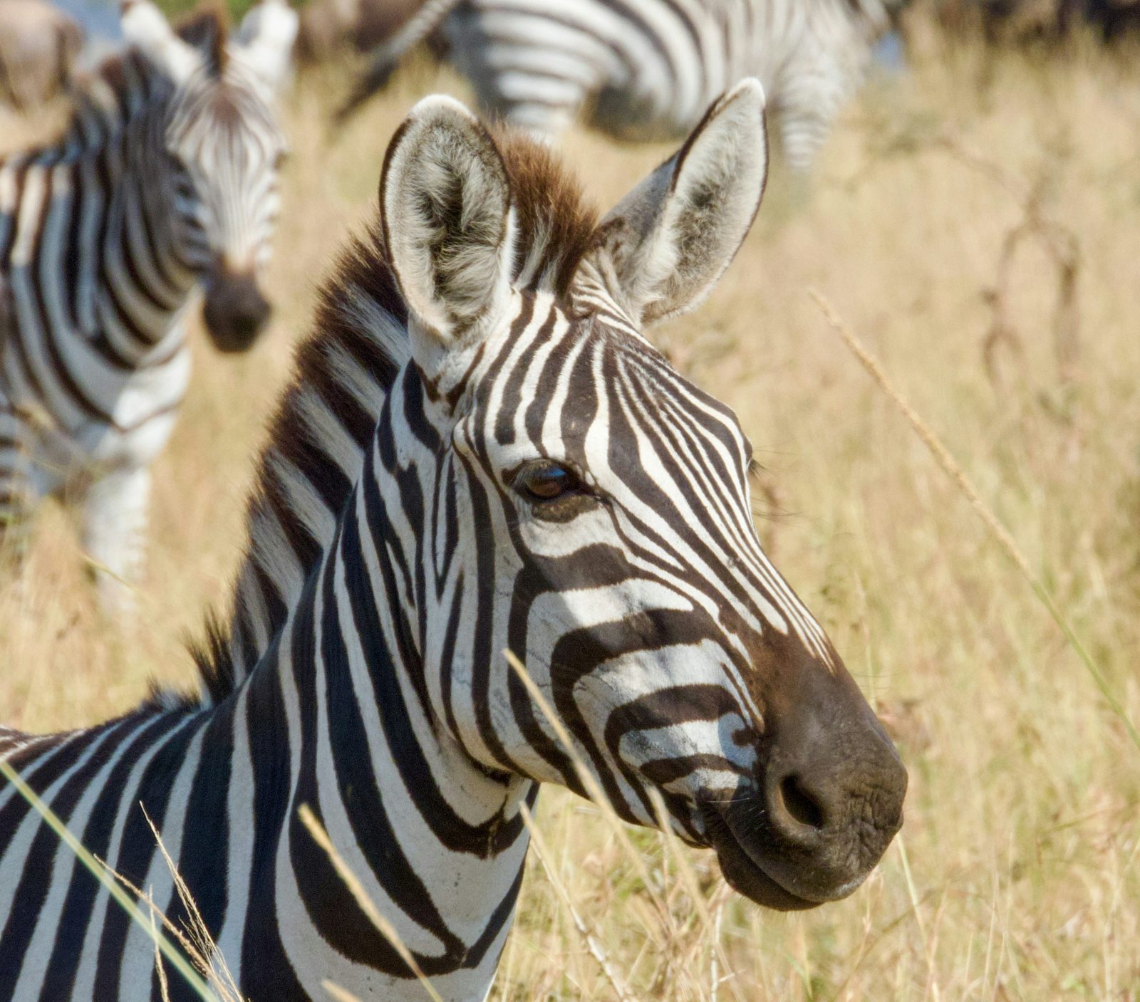 Safari photograph from Tanzania