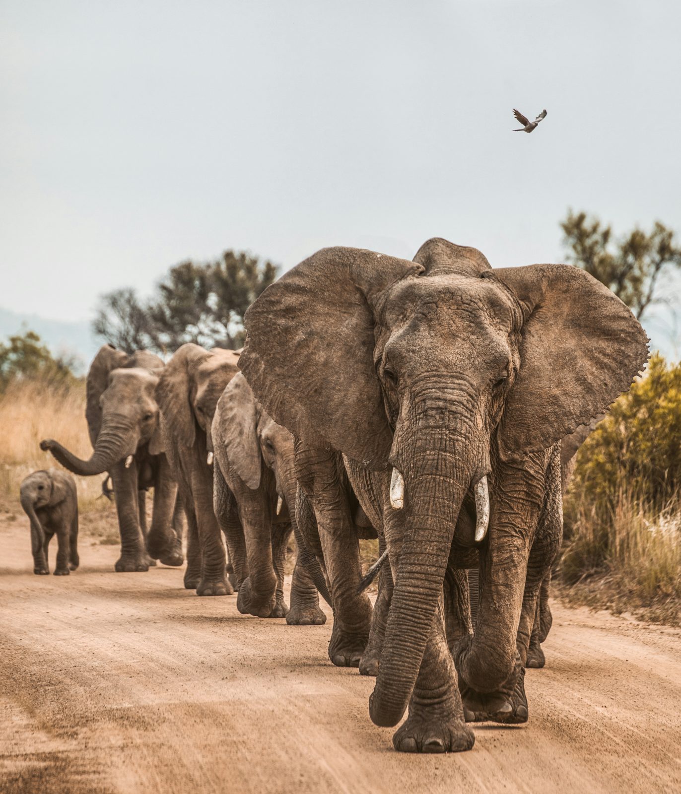 Safari photograph from Tanzania