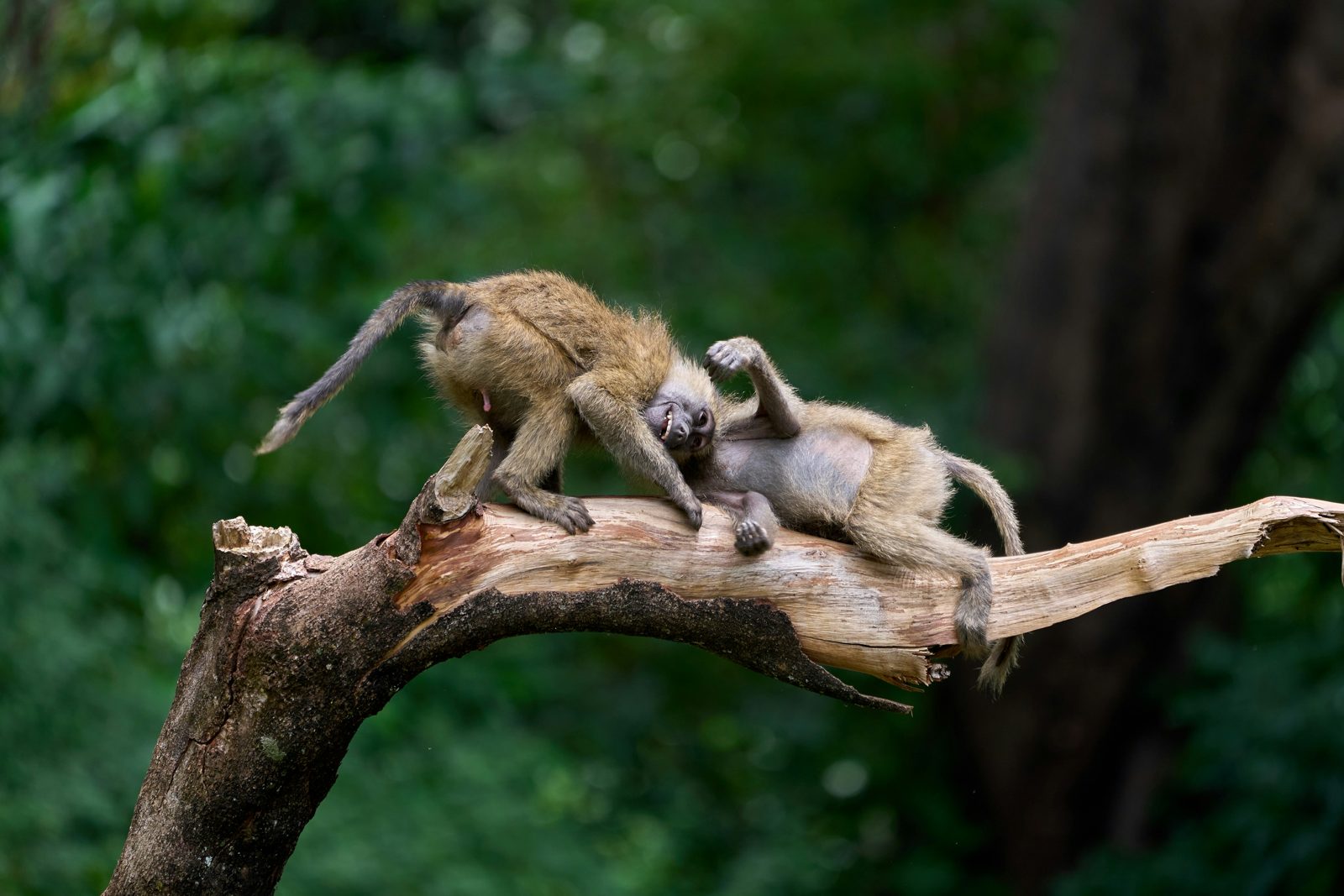 Safari photograph from Tanzania