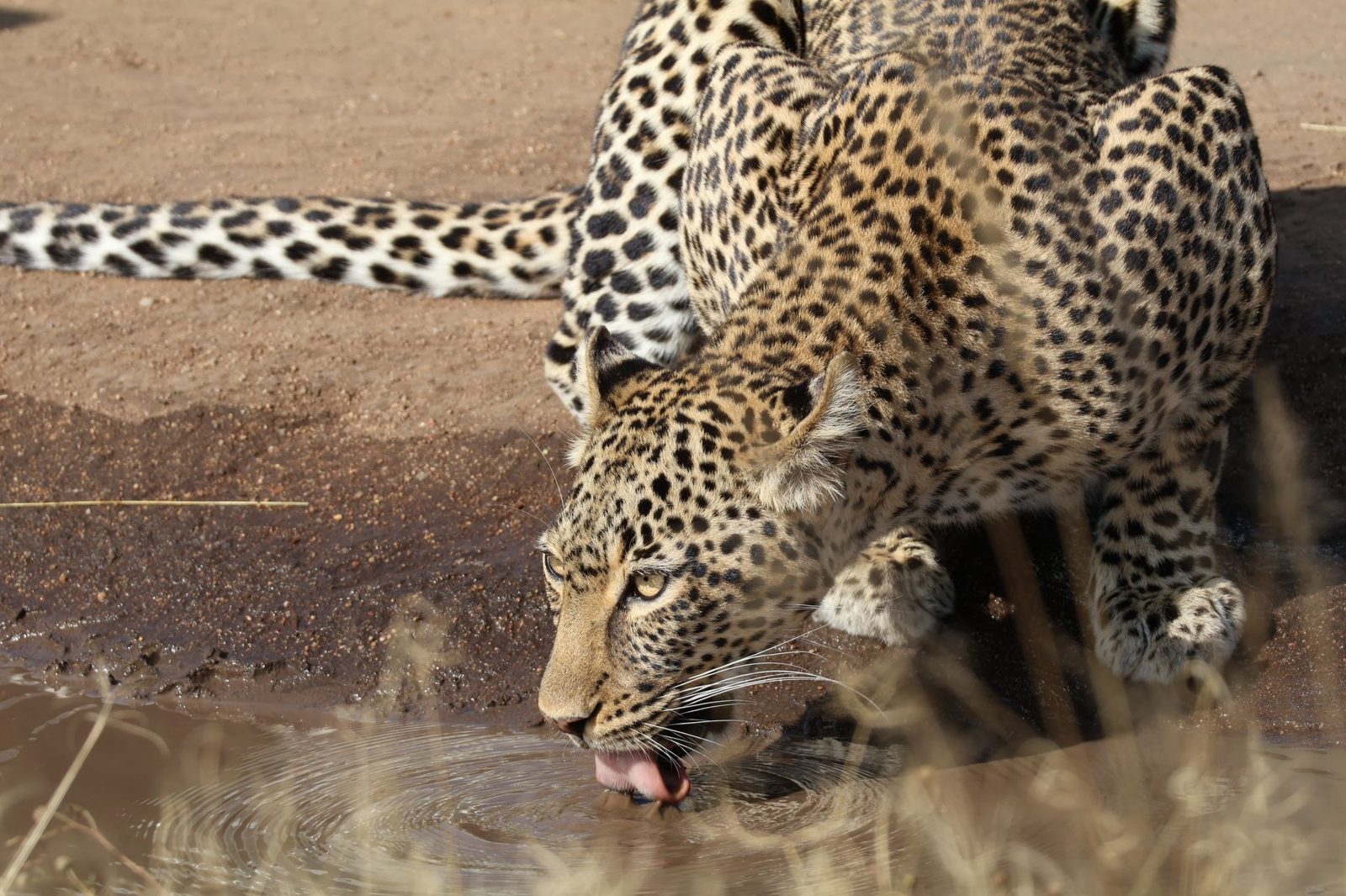 Safari photograph from Tanzania