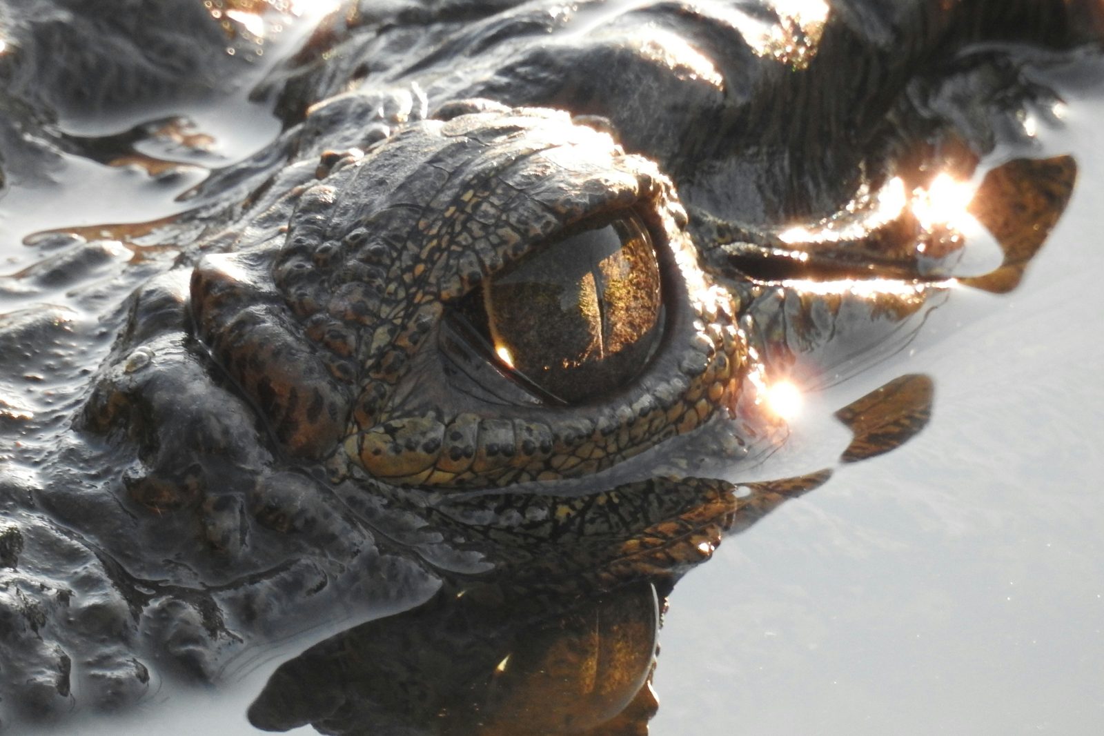 Safari photograph from Tanzania