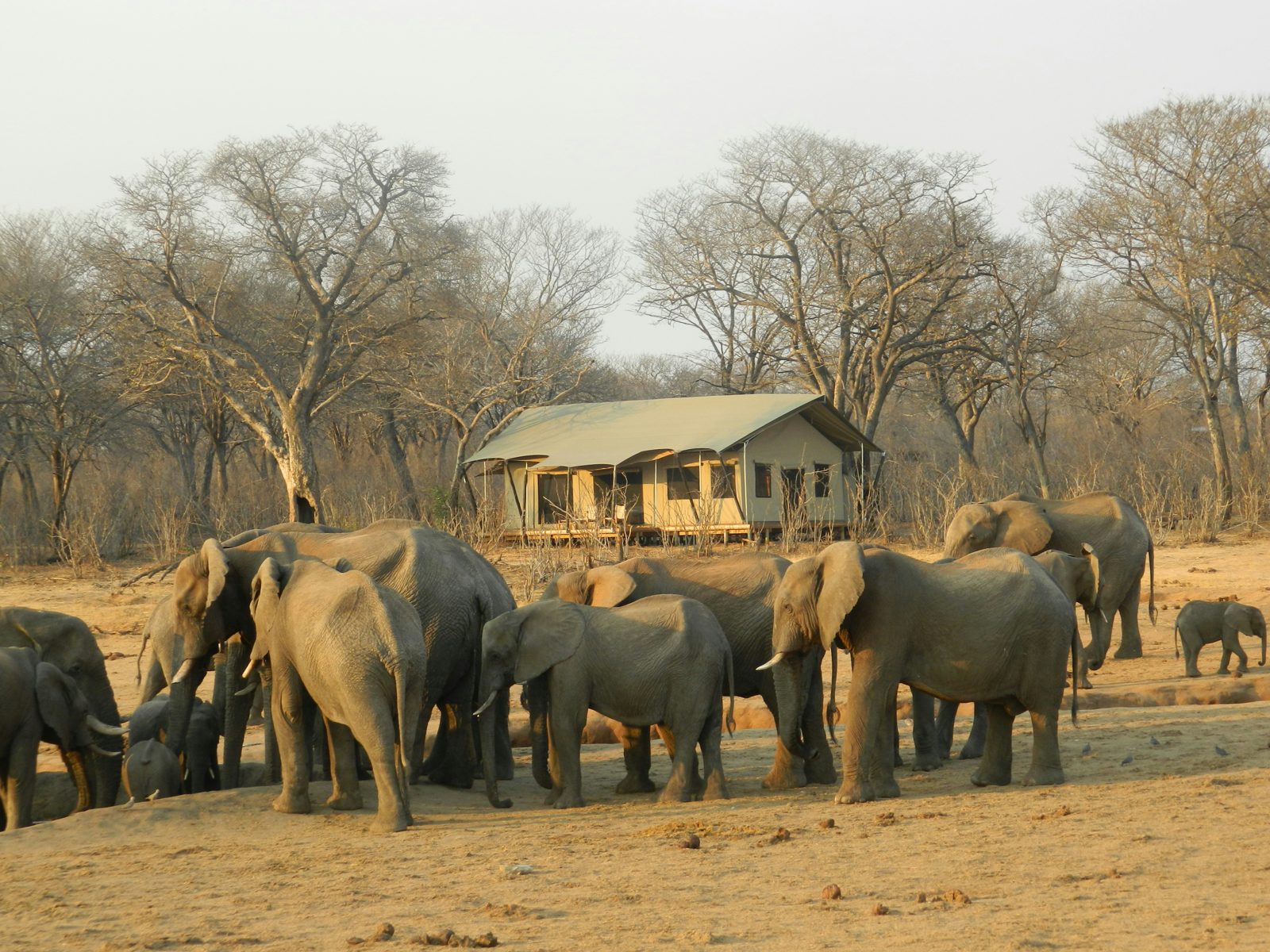 Safari photograph from Tanzania